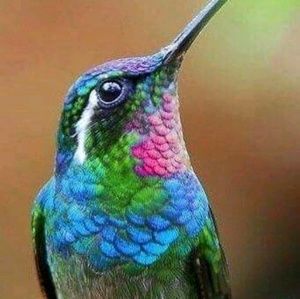 Meet your Posher, Cheyanne